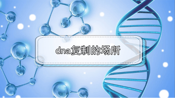 dna复制场所